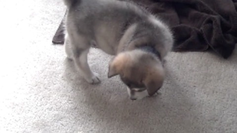Curious cute puppy chasing Tinker Bell