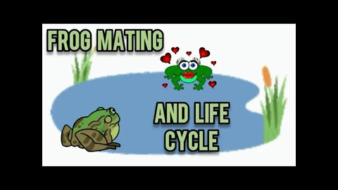 How Frogs Mate and the Frog Life Cycle - Ann's Tiny Life and Homestead