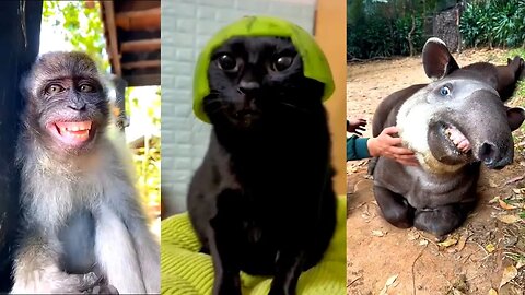 Funniest Animal Compilations😂Try Not To Laugh Challenge/#6