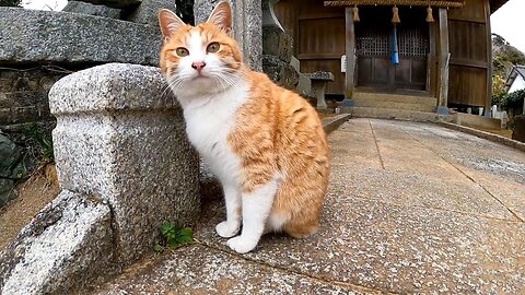 When I went to the shrine again before returning from the cat island, that cat was waiting