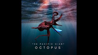 The biggest octopus ever recorded