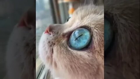 Eyes to drown in / cute kitten / cat #NatureShortsVideo