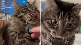 Cat Makes Ridiculous Facial Expressions After Getting Pet