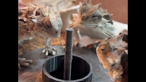 Mini Godzillas Unleashed: Lizard Buffet Extravaganza