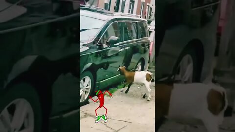 Fool Goat | Goat Story #satisfyingvideo #shorts #funnygoat