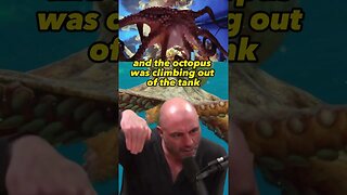 The Mind-Blowing Intelligence of Octopuses | Joe Rogan Experience with Roger Penrose #animals