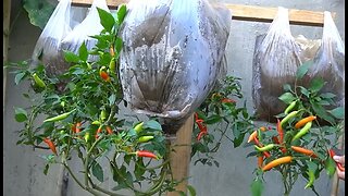 how to grow peppers in plastic bags