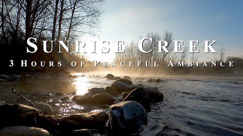 Relaxing ASMR of Sunrise at a Gentle Flowing Creek with Birds Chirping | HD