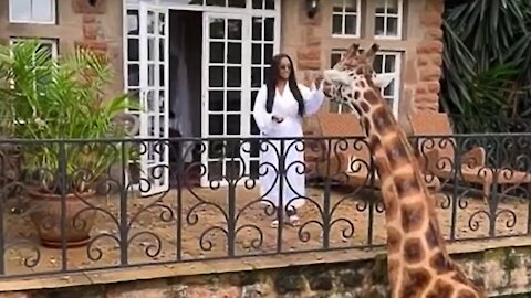 Woman feeds giraffe from her balcony from safari hotel