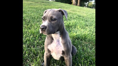 Starving Pittie Transforms Into The Bounciest Puppy