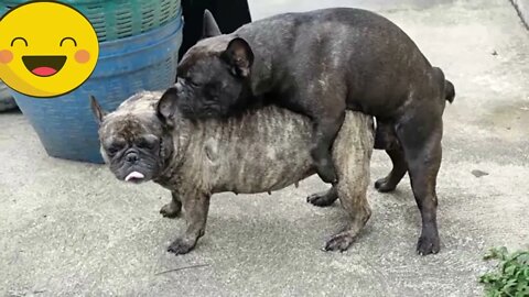 French bulldog mating on street , Bangkok. stock videoThailand, Sex and Reproduction, Sexual Issues,