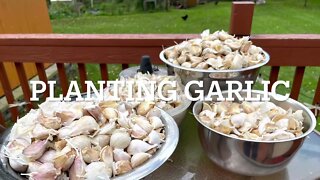 How to plant garlic this fall