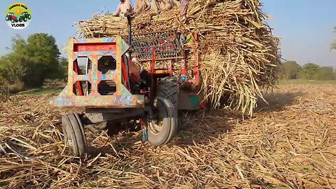 Mf385 tractor pulling sugarcane loaded trolley