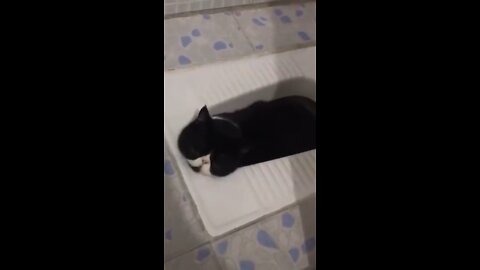Funny Cat Compilation Volume3 #shorts