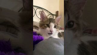 Kitty Air Nursing - The Cat Sanctuary - Dozer being cute