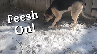 Gerberian Shepsky Gets Revenge #shorts