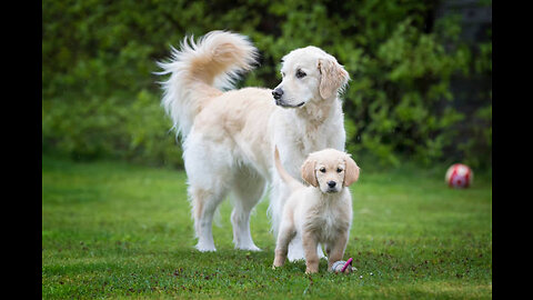🐶🐾 Puppy vs. Golden Retriever: The Pursuit of Attention! 🐾🐕