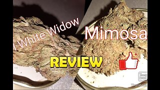 S5 Episode 3 GH White Widow + Mimosa Strain Review