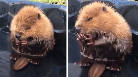 Baby Beaver takes bath in pool