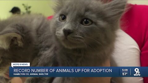 Record number of animals up for adoption in Hamilton County