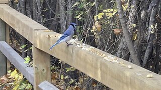 Playing around with James Gardens Blue Jay clan