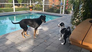 Border Collie Blue Merle