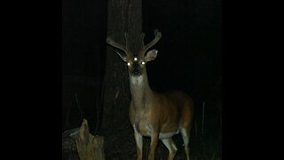 Not-Deer Encounter at Appalachian Mountains in Tennessee