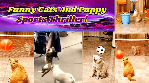 Funny Cat and Puppy Sports Thriller!