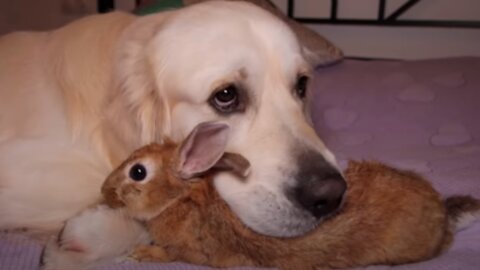 Dog Hugs a Rabbit - Amazing Friendship