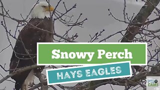 Hays Eagles Male Says Snow Tonight 1.24.22 14:54