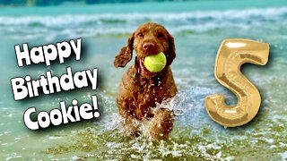 Happy Birthday Cookie! | 5 Years Old Today | Golden Cocker Spaniel