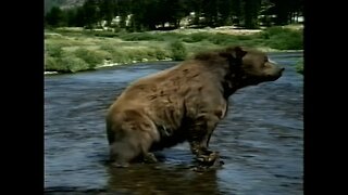 🥤Make 7UP Yours (Bear) - Soft Drink Commercial 2003