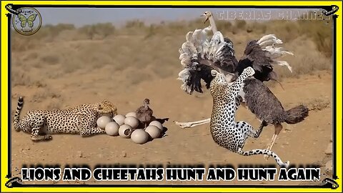Lions and cheetahs hunt and hunt again/Animal Planet/bbc/bbc earth/Nat Geo Wild/wildlife/Nature wild