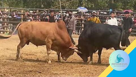 Bull fighting Viral Moment #shorts #crazy #funny