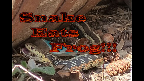 Snake eats frog