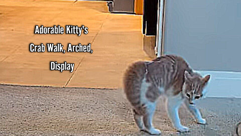 Adorable Kitty's Crab Walk, Arched, Display