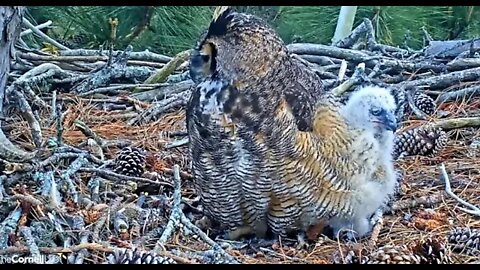 Playing Tug-O-War With Mom 🦉 3/8/22 16:52