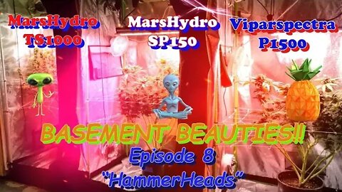 Basement Beauties! Ep.8 #MarsHydro #Viparspectra 👽 #NorthGenetics 🍍 #SouthbayGenetics 👀💃🏼💃🏾💃day49