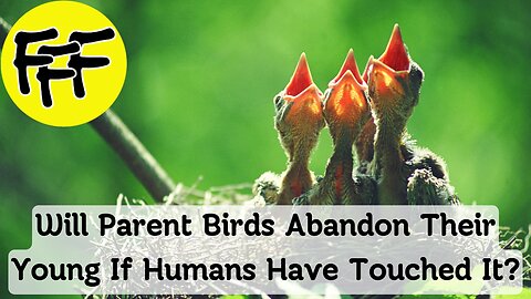 Will Parent Birds Abandon Their Young If Humans Have Touched It?
