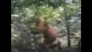 Bigfoot Filmed on Saskatchewan River Video