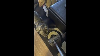 Pit Bull attacks vacuum cleaner