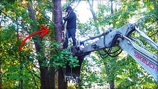 Taking down HUGE Pine Trees!