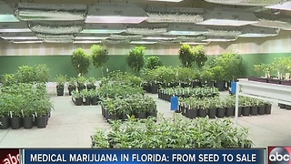 Medical marijuana in Florida: from seed to sale
