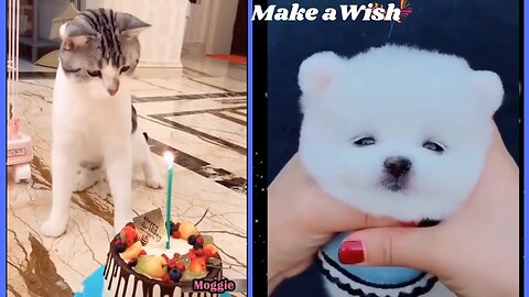 Funny Dogs 🐶 | Funny Cat 😻 | Funny 😂 Cat Video 2023 | Funny Dogs Video 2023 | Funny Pet Video 2020