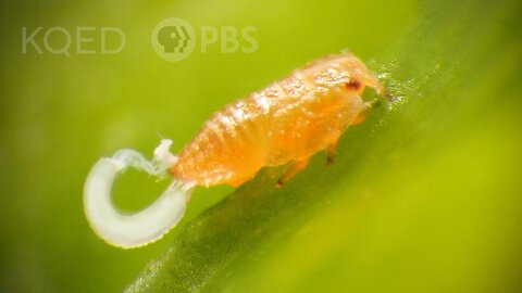 Citrus Psyllids Bribe Ants With Strings Of Candy Poop | Science Videos