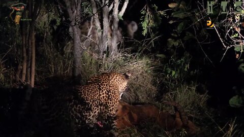 Scotia Female Leopard - Year 2, Independence - 12: Leopard Vs Hyena