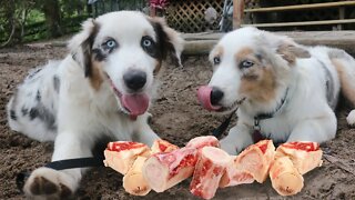 Stopping Possessive Behavior in Australian Shepherd Puppies Using Raw Bones, Silence & LEADERSHIP