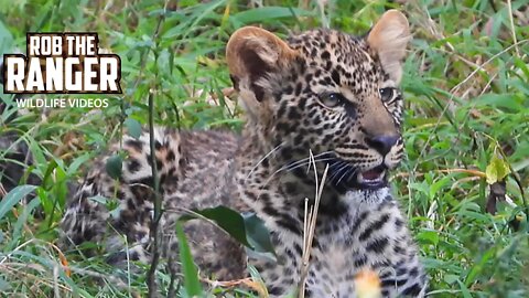 Kaboso Female Leopard And Cub | Maasai Mara Safari | Zebra Plains