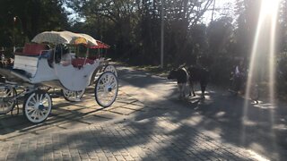 Horse Carriage with Cows