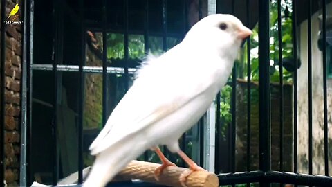 Belgian_Canary_Singing_Training_!!_Canary_Bird_Sounds